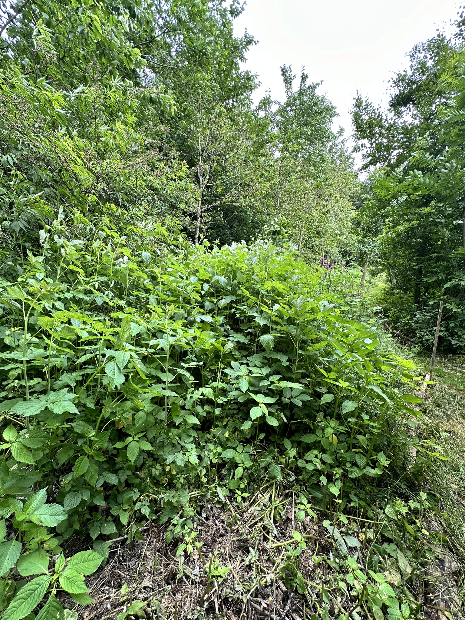 Aufnahme aus der Dokumentation «HAFL: Führung Wald- und Feldgarten…», Juni 2024, aufgenommen mit iPhone 14 Pro