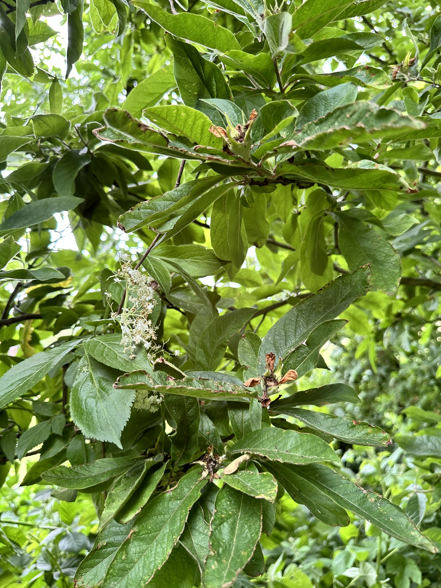 Aufnahme aus der Dokumentation «HAFL: Führung Wald- und Feldgarten…», Juni 2024, aufgenommen mit iPhone 14 Pro