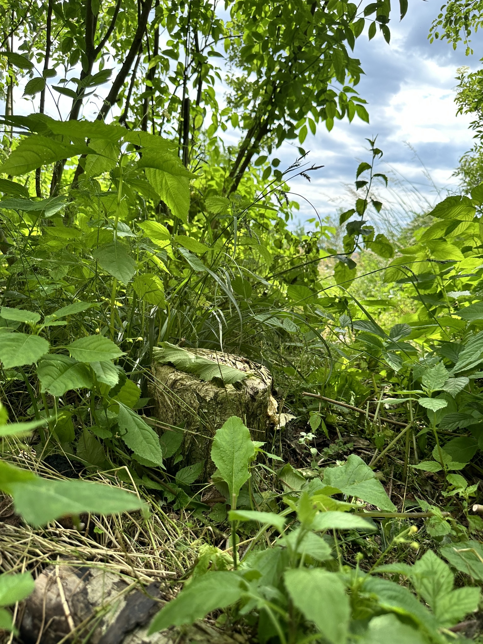 Aufnahme aus der Dokumentation «HAFL: Führung Wald- und Feldgarten…», Juni 2024, aufgenommen mit iPhone 14 Pro