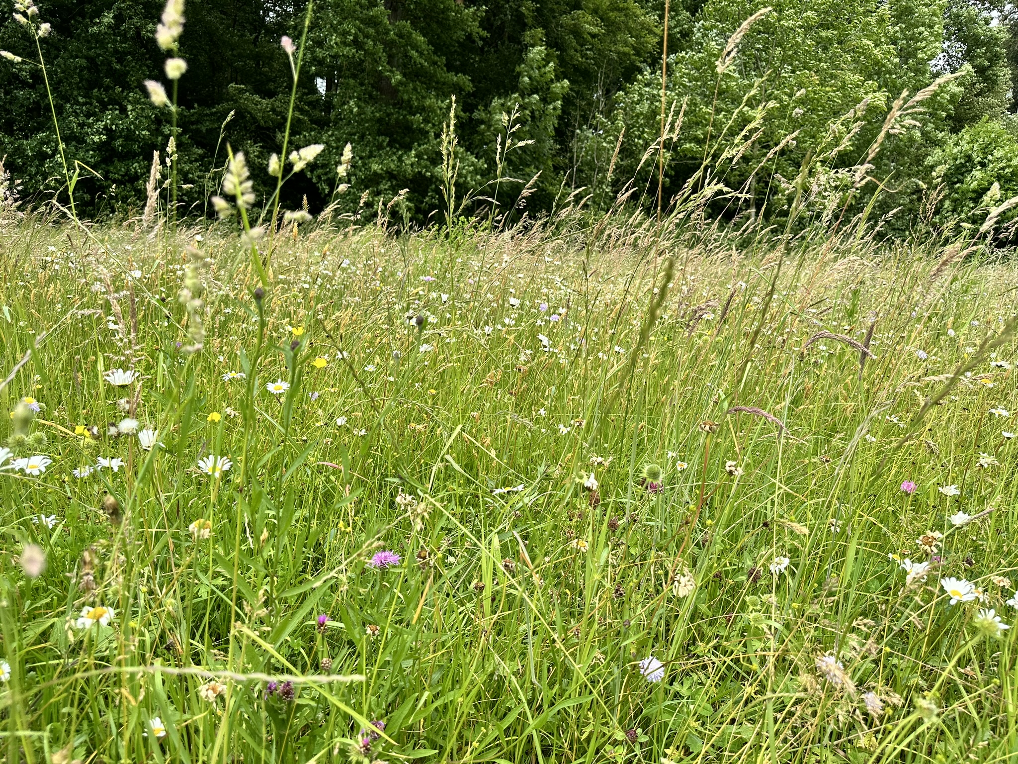 Aufnahme aus der Dokumentation «HAFL: Führung Wald- und Feldgarten…», Juni 2024, aufgenommen mit iPhone 14 Pro
