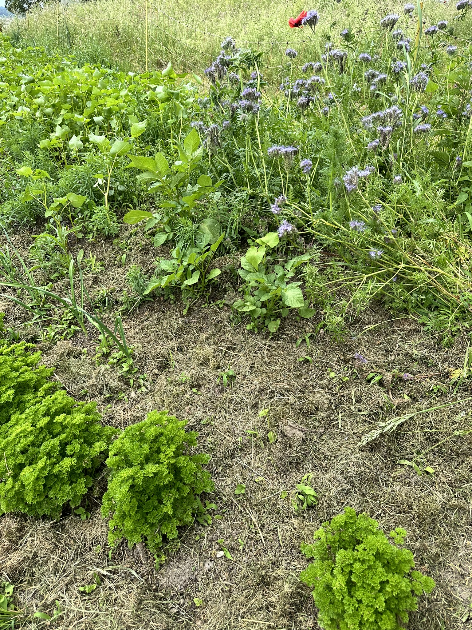 Aufnahme aus der Dokumentation «HAFL: Führung Wald- und Feldgarten…», Juni 2024, aufgenommen mit iPhone 14 Pro
