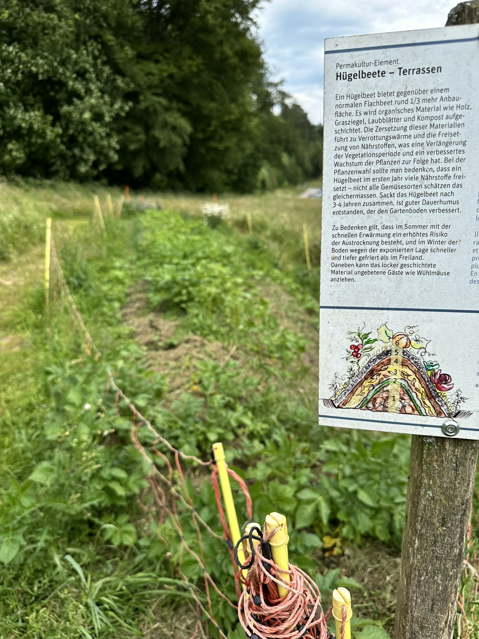 Aufnahme aus der Dokumentation «HAFL: Führung Wald- und Feldgarten…», Juni 2024, aufgenommen mit iPhone 14 Pro