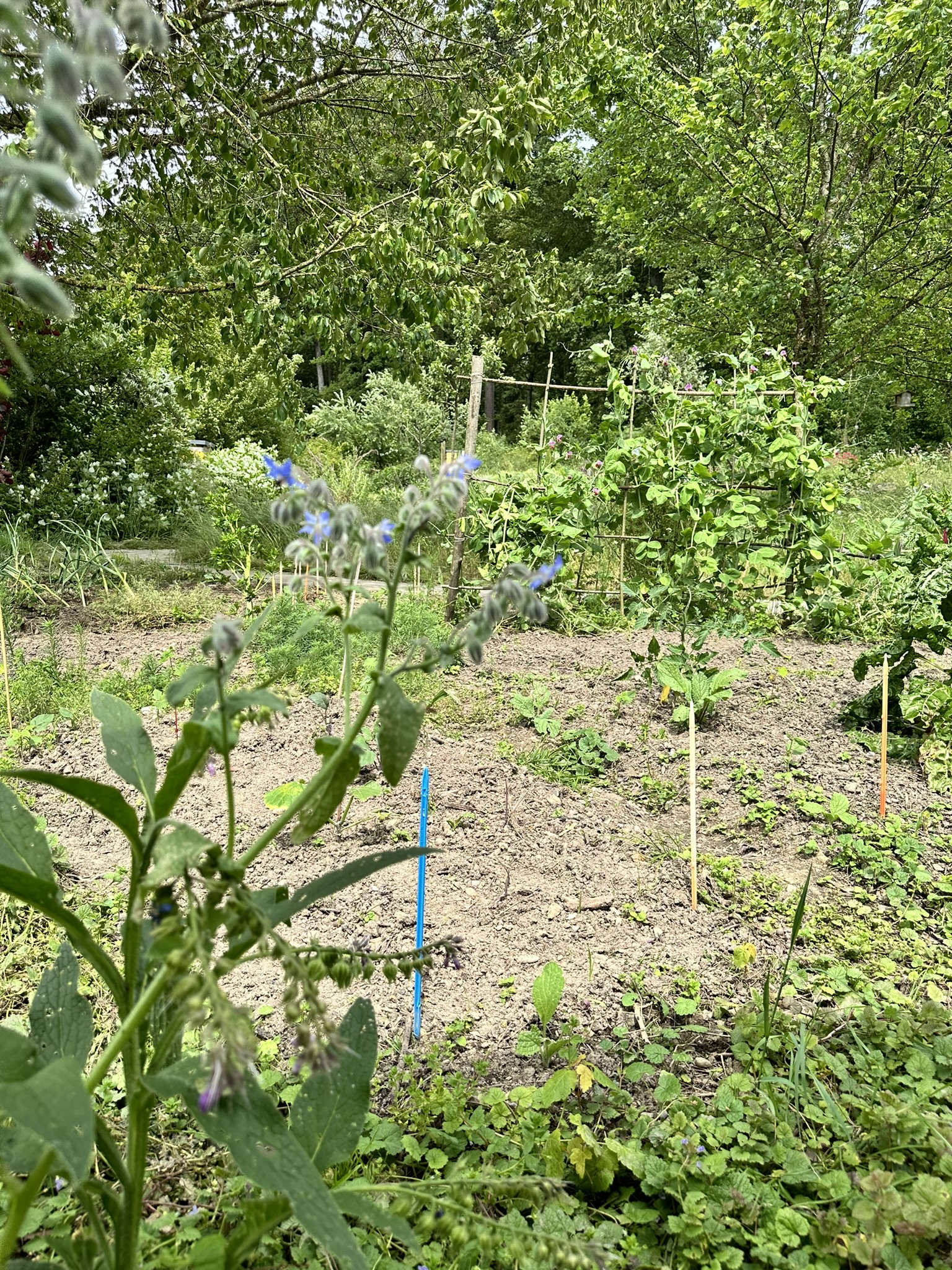 Aufnahme aus der Dokumentation «HAFL: Führung Wald- und Feldgarten…», Juni 2024, aufgenommen mit iPhone 14 Pro