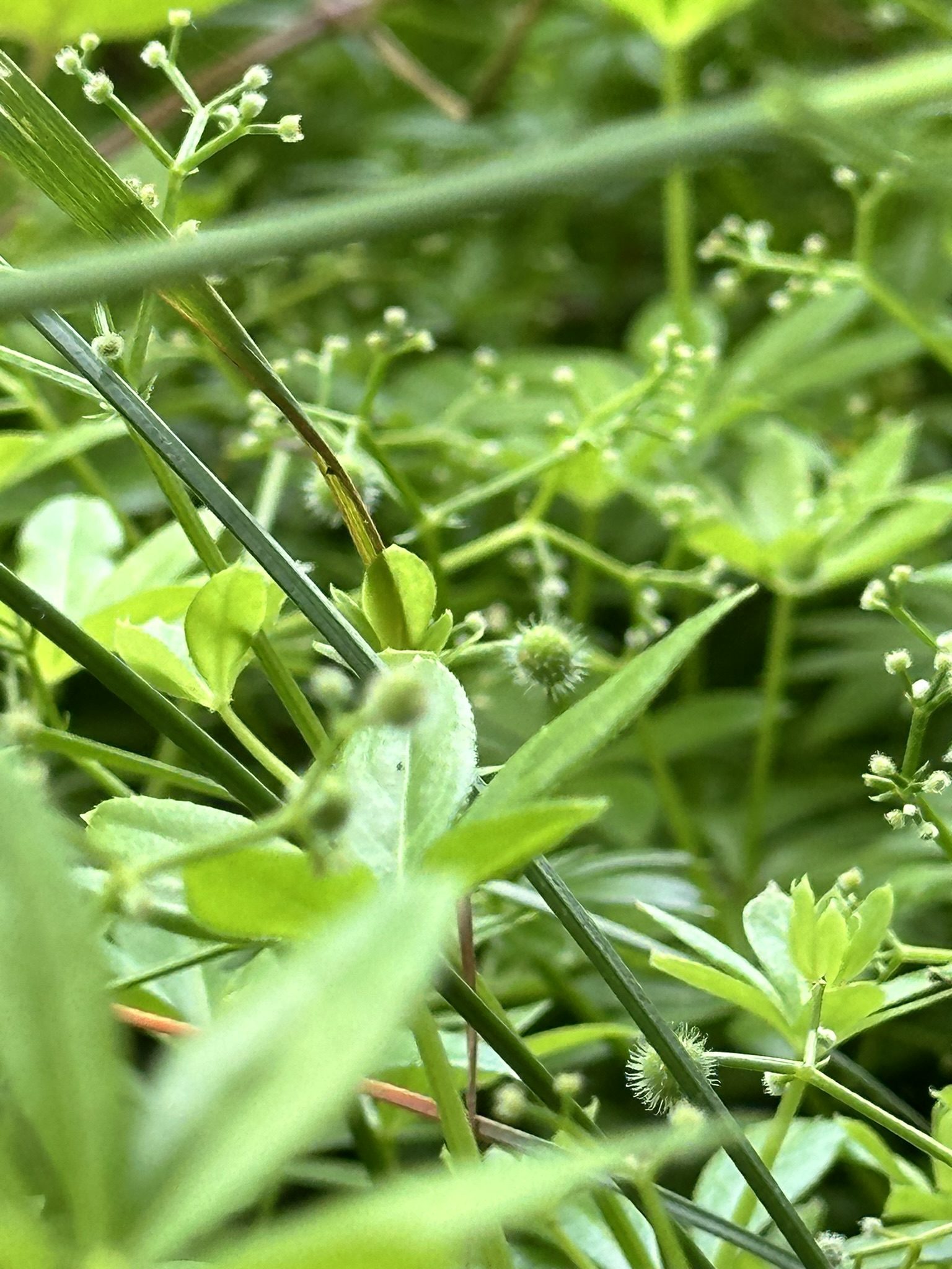 Aufnahme aus der Dokumentation «HAFL: Führung Wald- und Feldgarten…», Juni 2024, aufgenommen mit iPhone 14 Pro