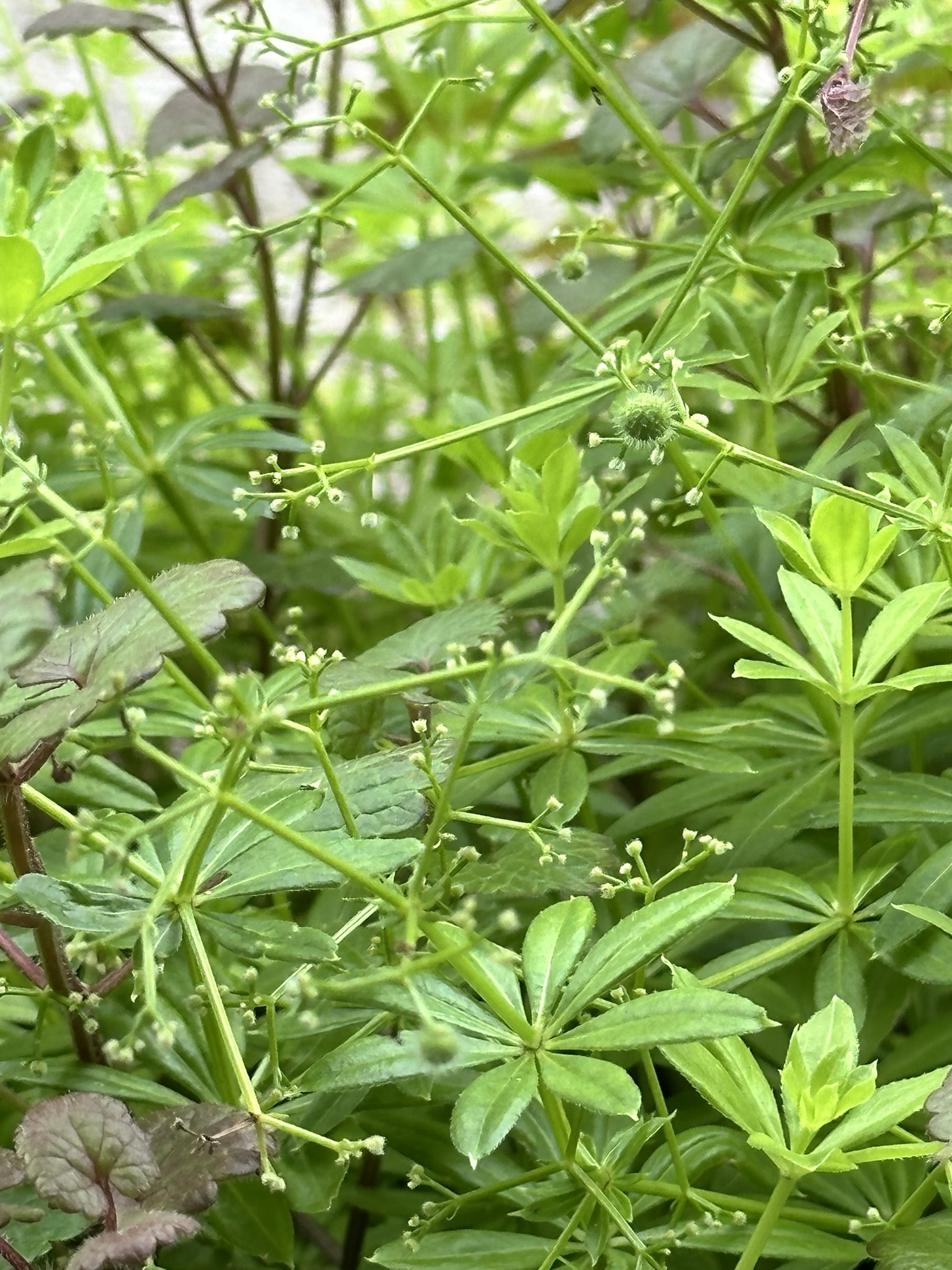 Aufnahme aus der Dokumentation «HAFL: Führung Wald- und Feldgarten…», Juni 2024, aufgenommen mit iPhone 14 Pro