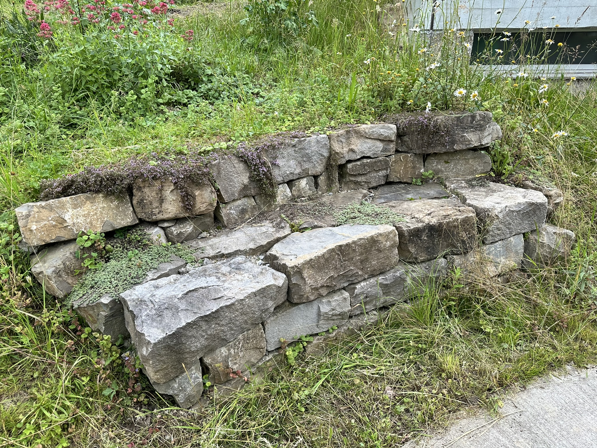 Aufnahme aus der Dokumentation «HAFL: Führung Wald- und Feldgarten…», Juni 2024, aufgenommen mit iPhone 14 Pro