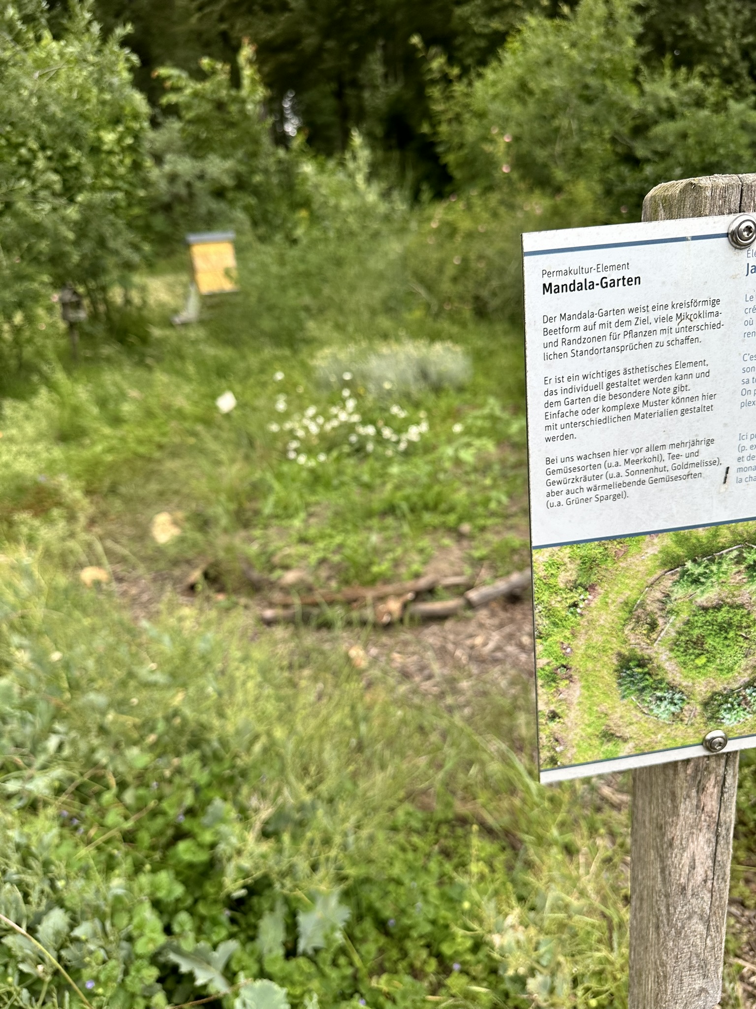 Aufnahme aus der Dokumentation «HAFL: Führung Wald- und Feldgarten…», Juni 2024, aufgenommen mit iPhone 14 Pro