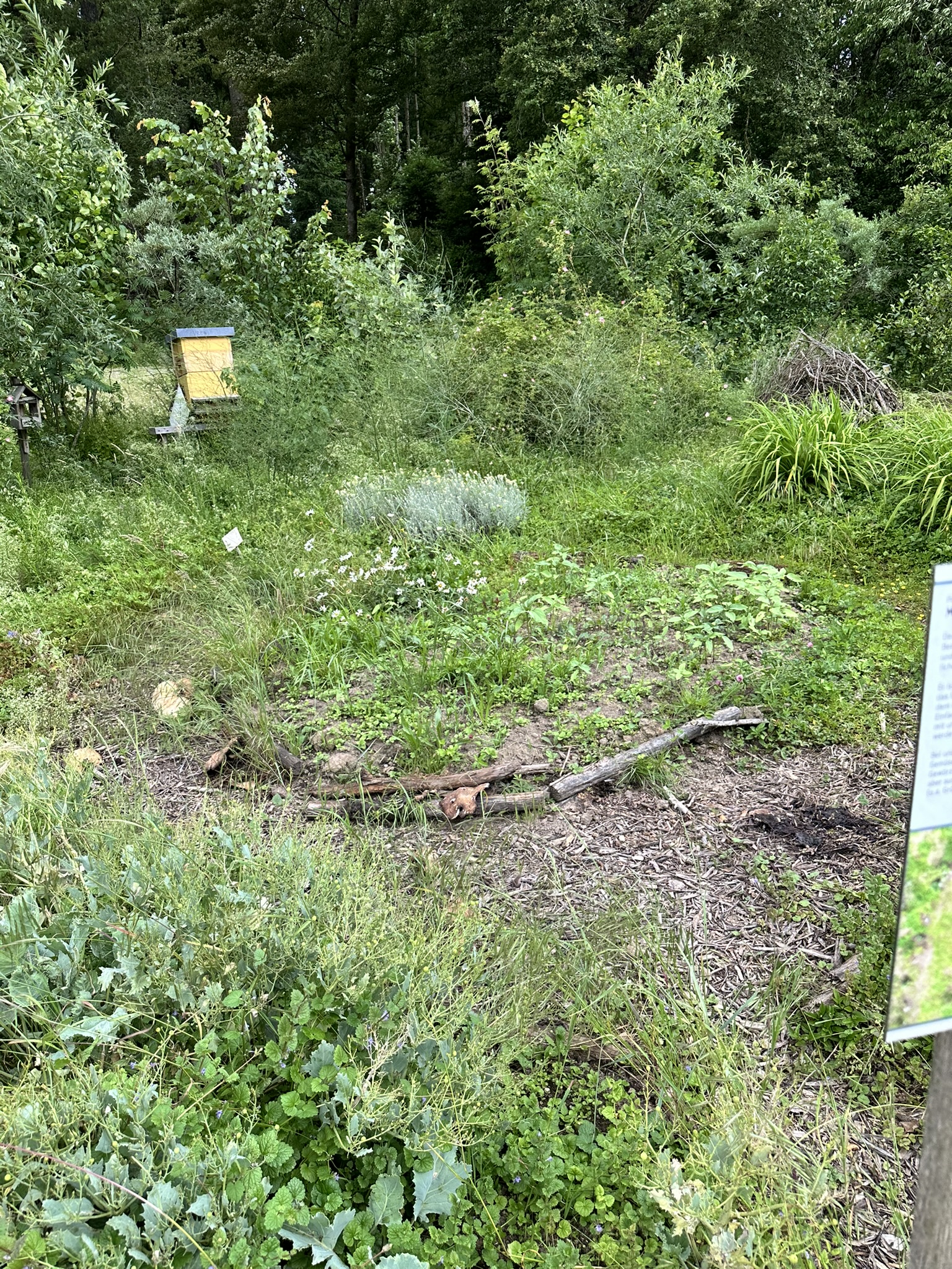 Aufnahme aus der Dokumentation «HAFL: Führung Wald- und Feldgarten…», Juni 2024, aufgenommen mit iPhone 14 Pro