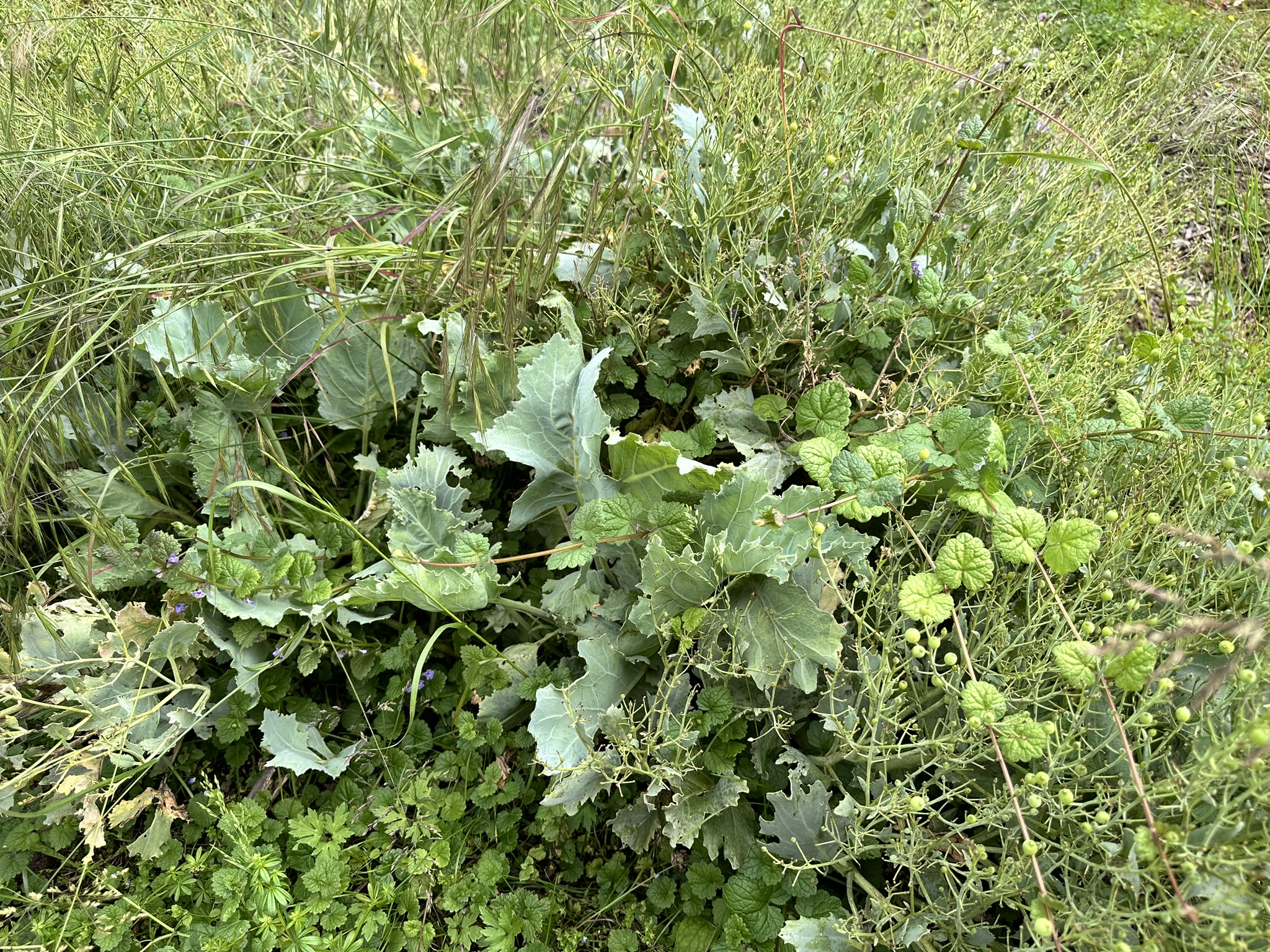 Aufnahme aus der Dokumentation «HAFL: Führung Wald- und Feldgarten…», Juni 2024, aufgenommen mit iPhone 14 Pro