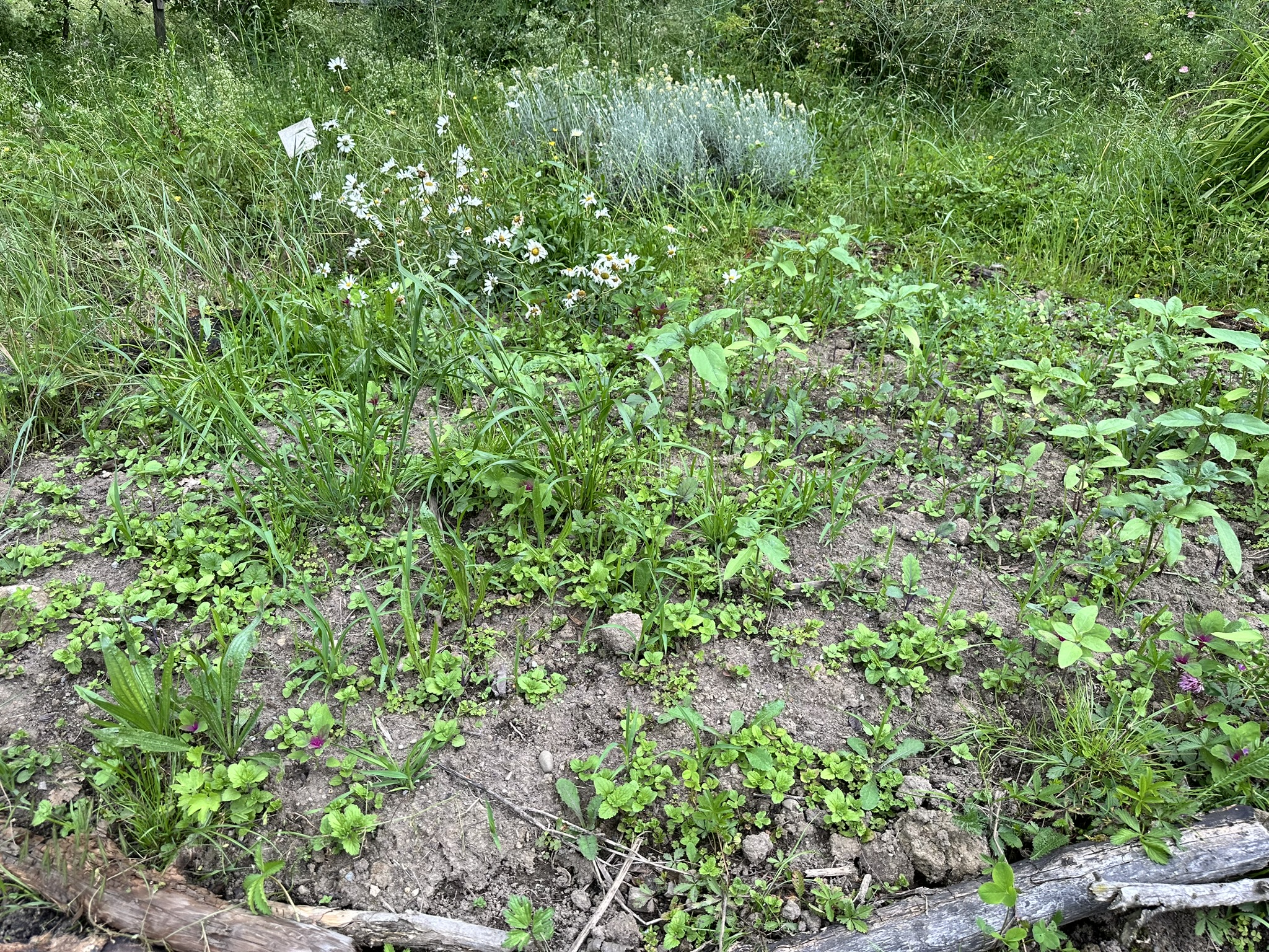 Aufnahme aus der Dokumentation «HAFL: Führung Wald- und Feldgarten…», Juni 2024, aufgenommen mit iPhone 14 Pro