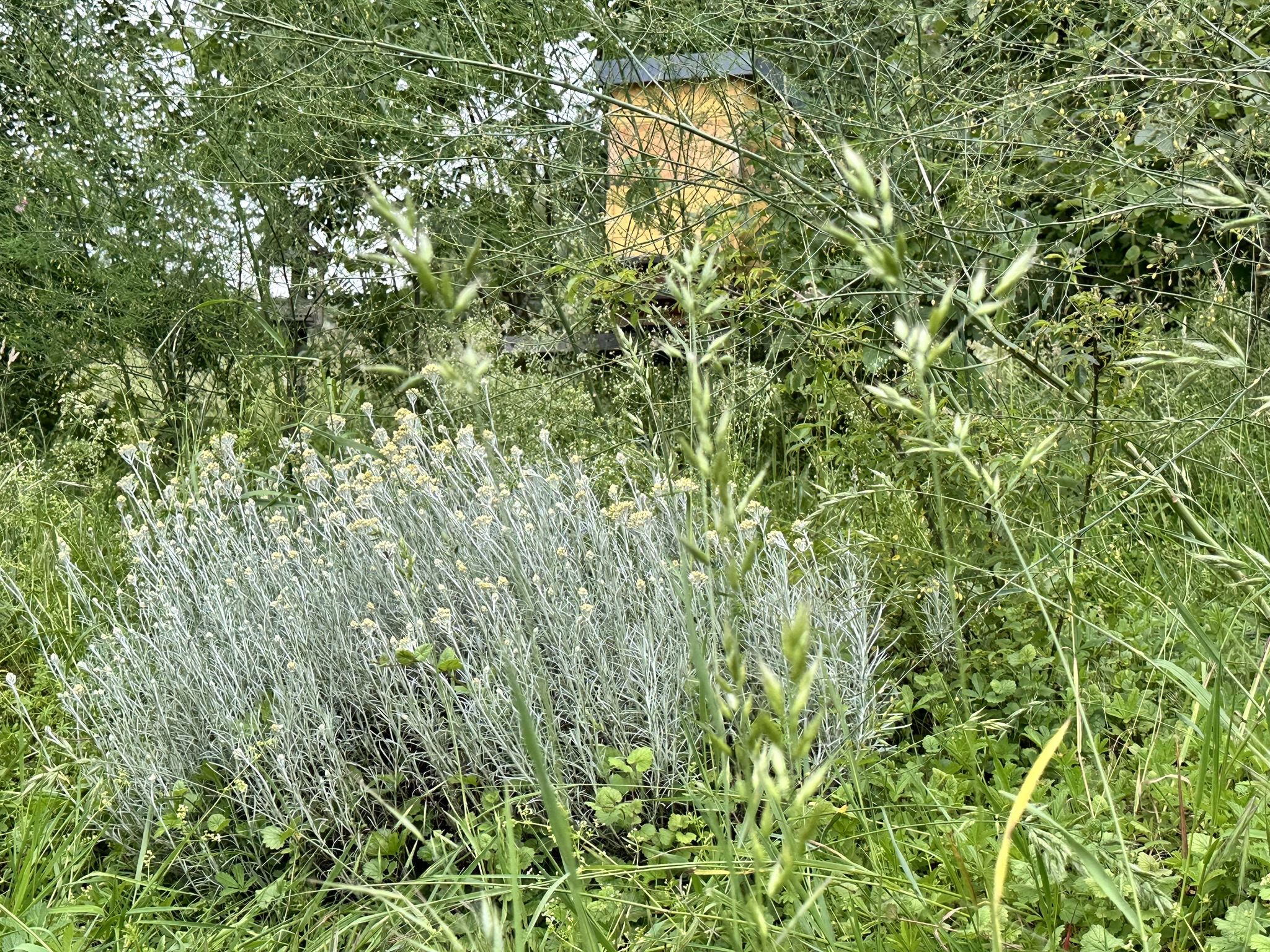 Aufnahme aus der Dokumentation «HAFL: Führung Wald- und Feldgarten…», Juni 2024, aufgenommen mit iPhone 14 Pro