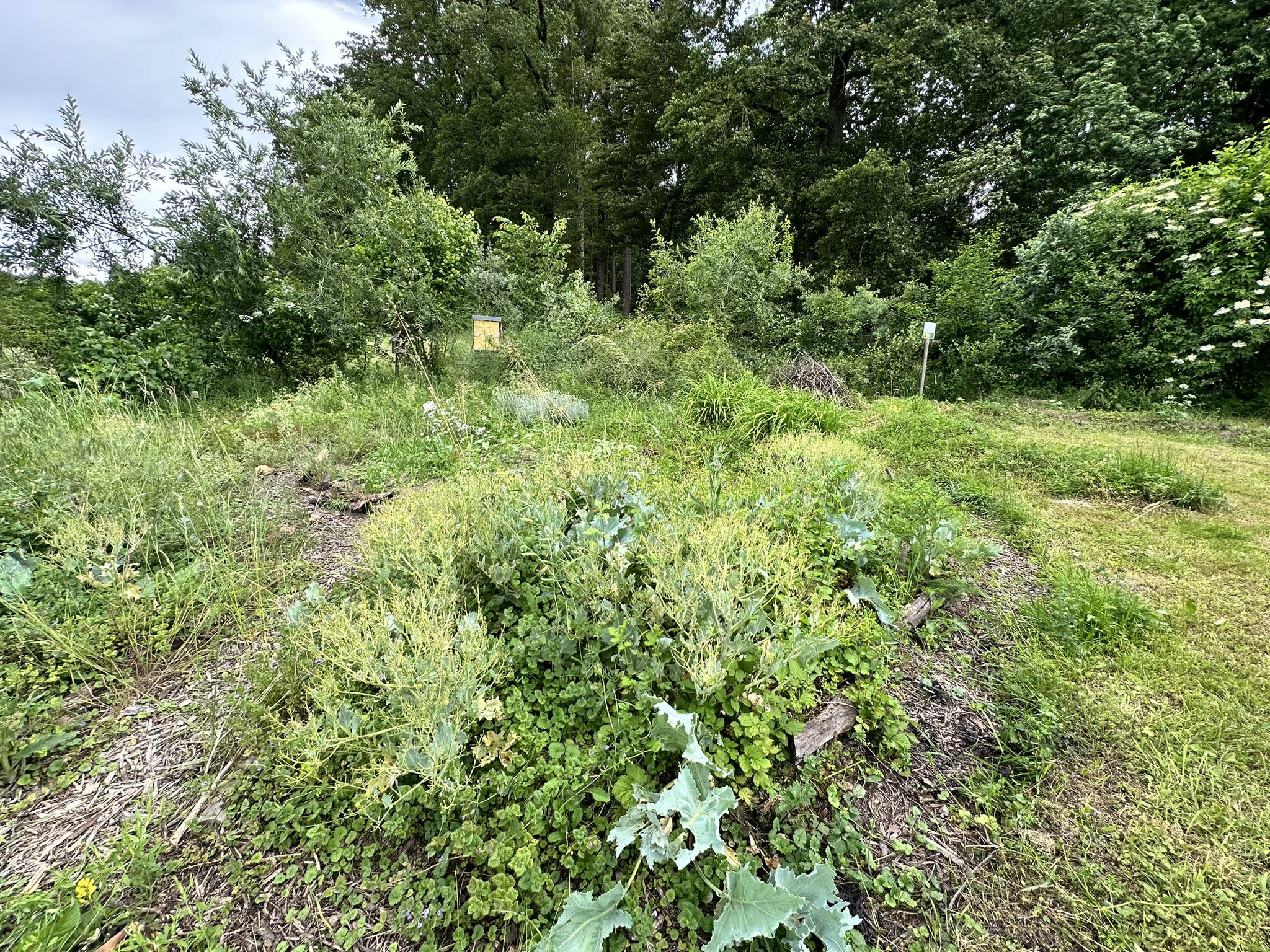 Aufnahme aus der Dokumentation «HAFL: Führung Wald- und Feldgarten…», Juni 2024, aufgenommen mit iPhone 14 Pro