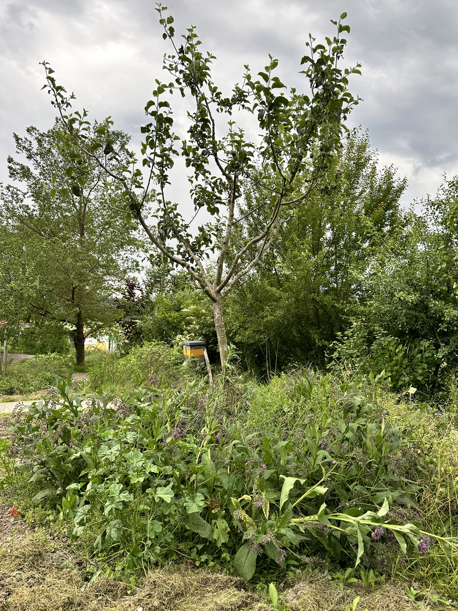 Aufnahme aus der Dokumentation «HAFL: Führung Wald- und Feldgarten…», Juni 2024, aufgenommen mit iPhone 14 Pro