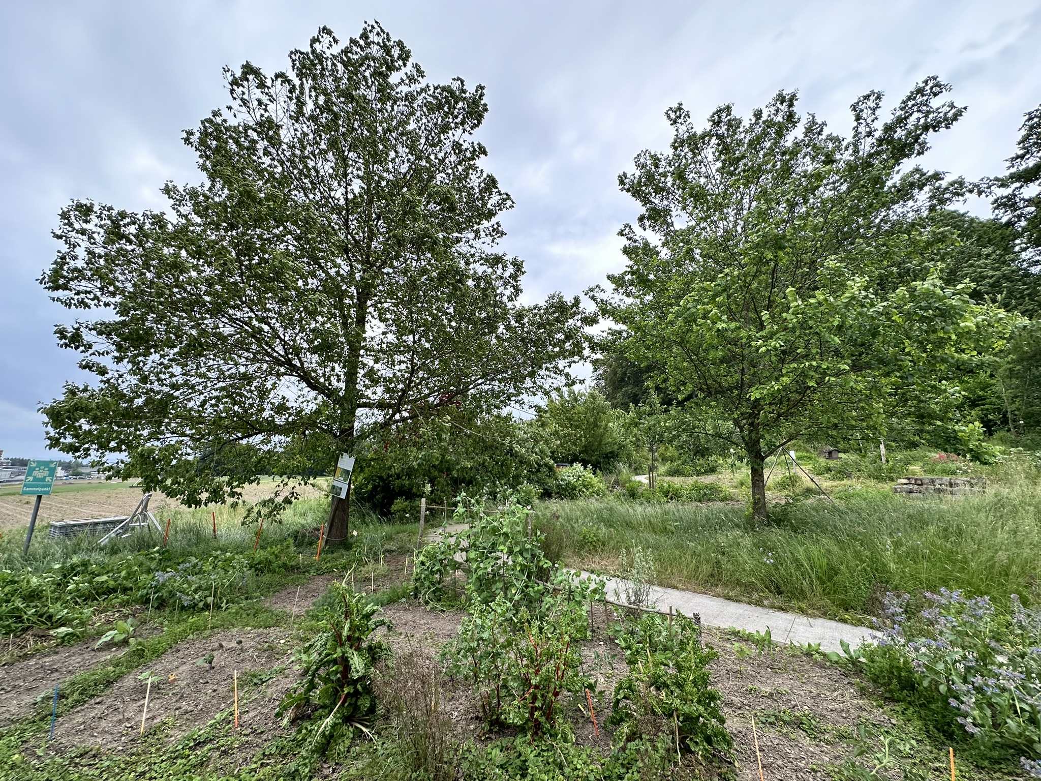 Aufnahme aus der Dokumentation «HAFL: Führung Wald- und Feldgarten…», Juni 2024, aufgenommen mit iPhone 14 Pro