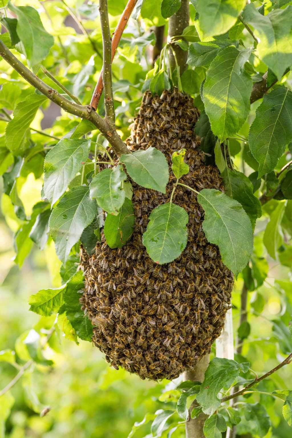 Aufnahme zum Beitrag «Erster Bienenschwarm selbst eingefangen», importiert ohne EXIF-Metadaten