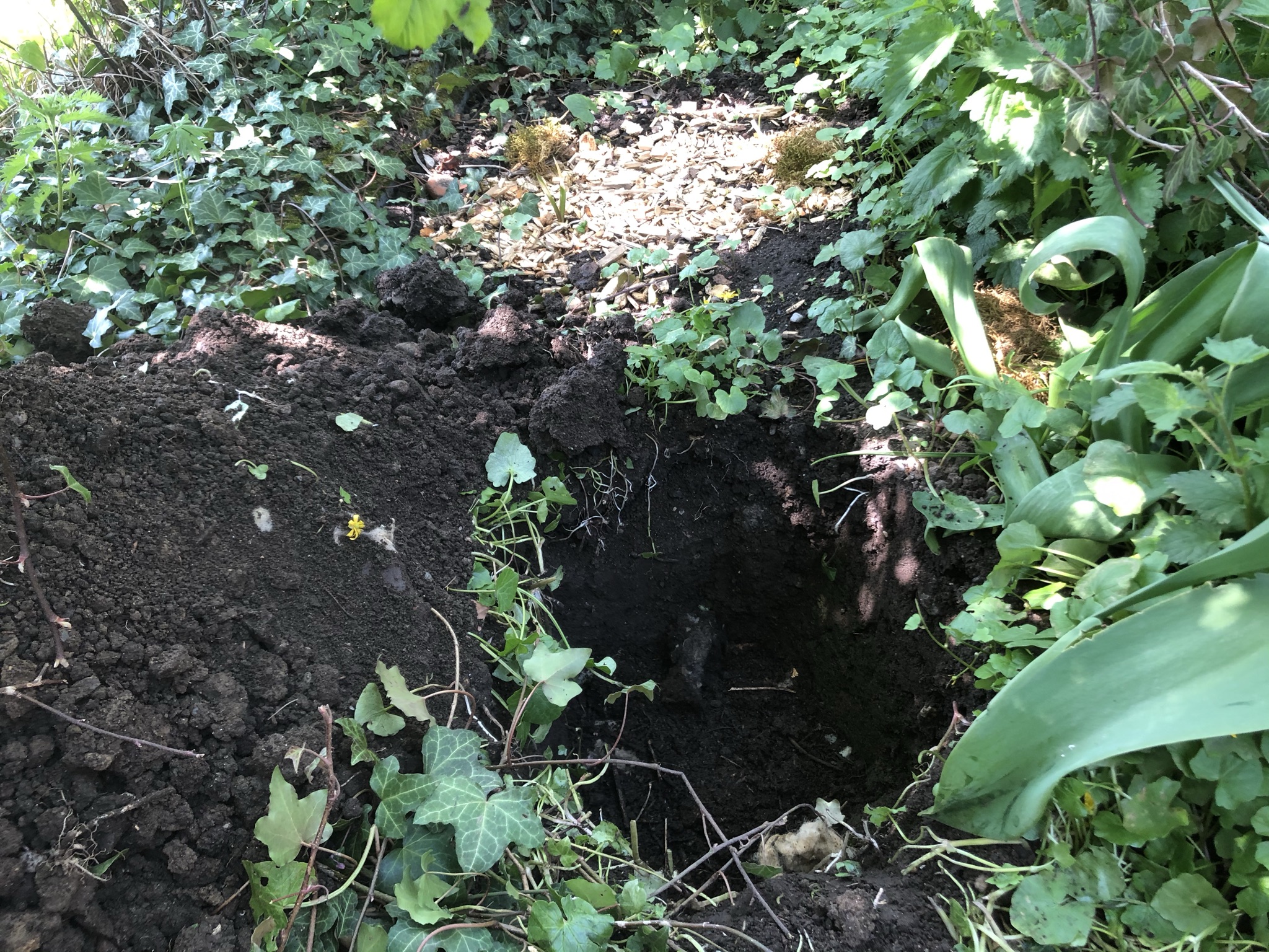 Aufnahme aus der Dokumentation «Pilzgarten Schwarzenbach», April 2021, aufgenommen mit iPhone 8