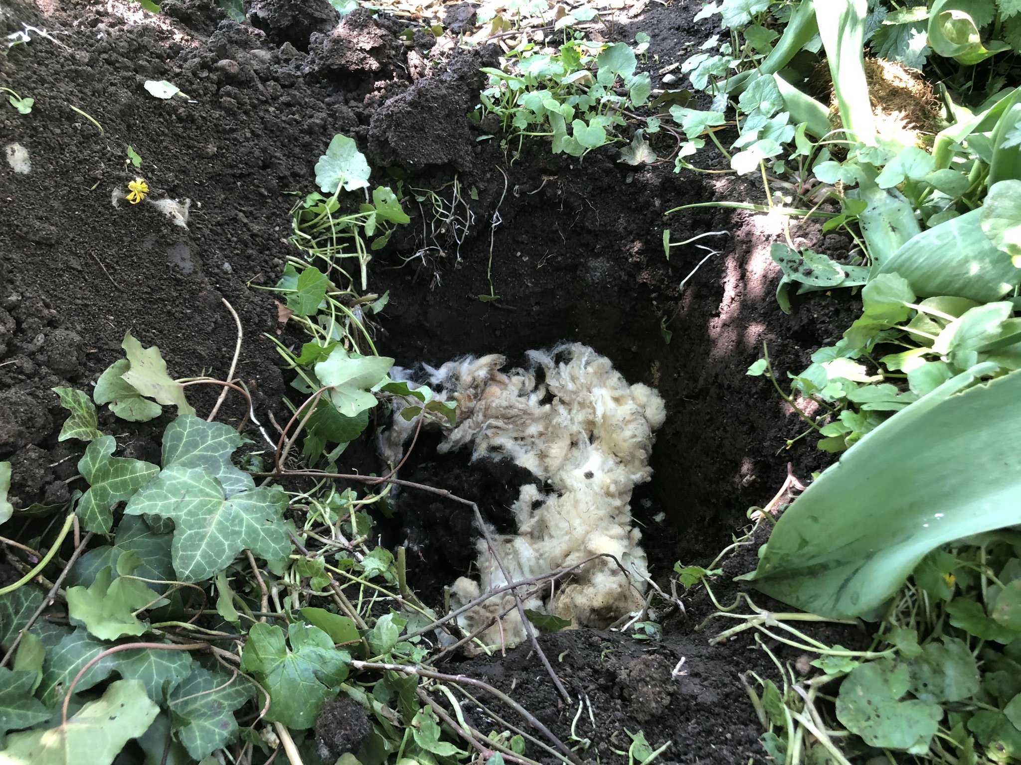 Aufnahme aus der Dokumentation «Pilzgarten Schwarzenbach», April 2021, aufgenommen mit iPhone 8