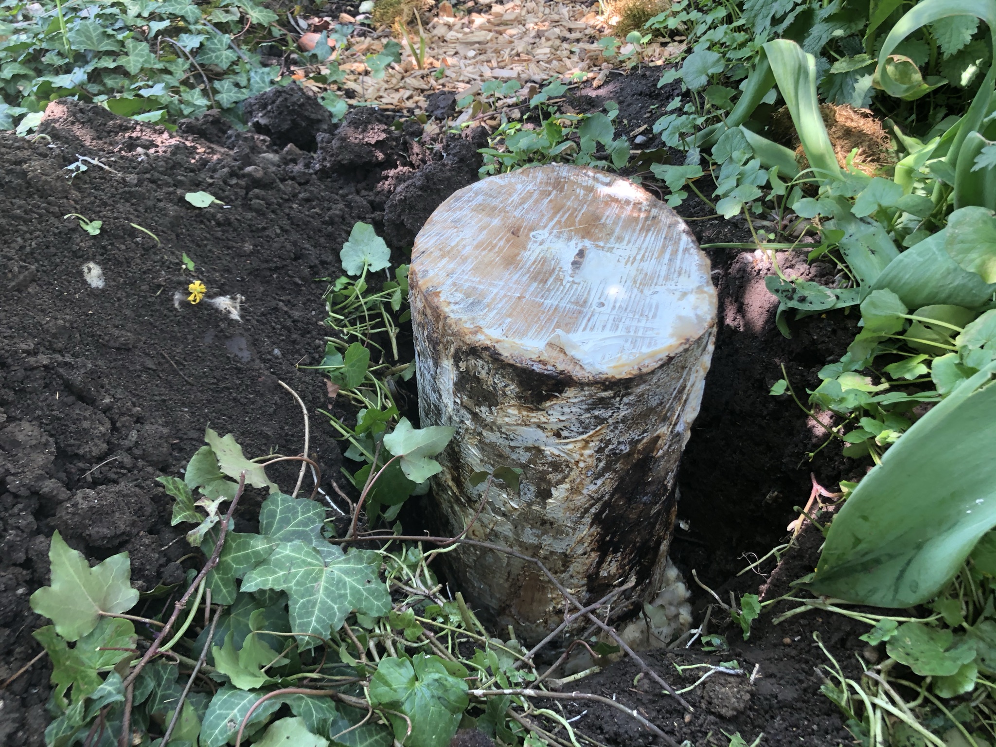 Aufnahme aus der Dokumentation «Pilzgarten Schwarzenbach», April 2021, aufgenommen mit iPhone 8