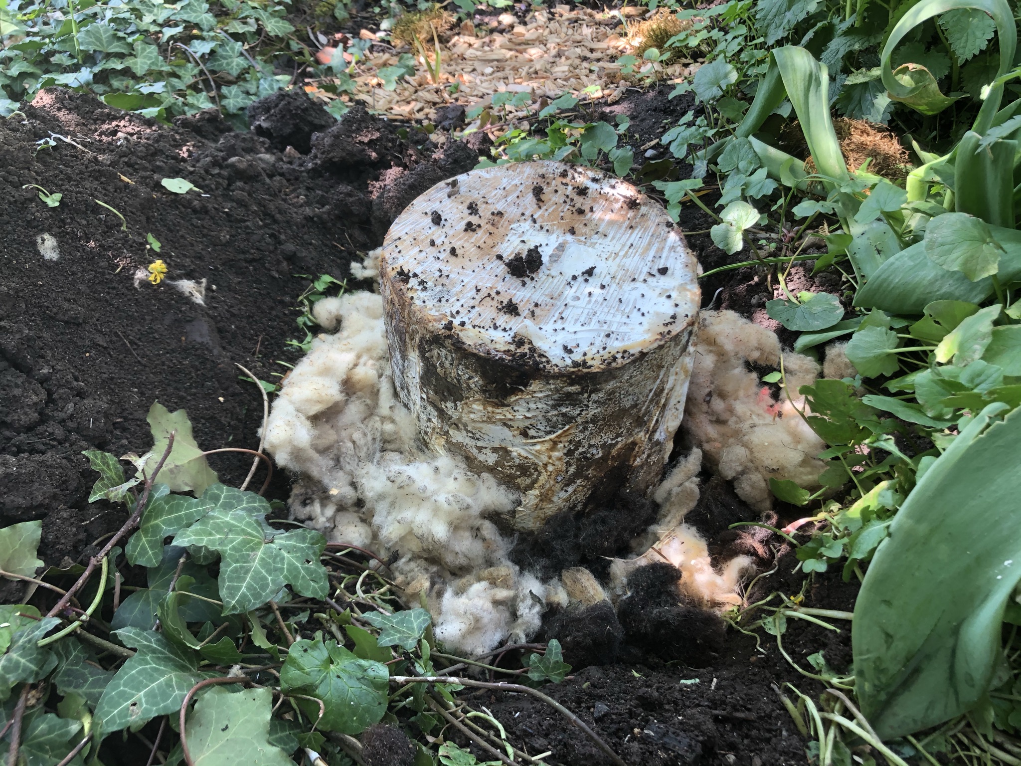 Aufnahme aus der Dokumentation «Pilzgarten Schwarzenbach», April 2021, aufgenommen mit iPhone 8