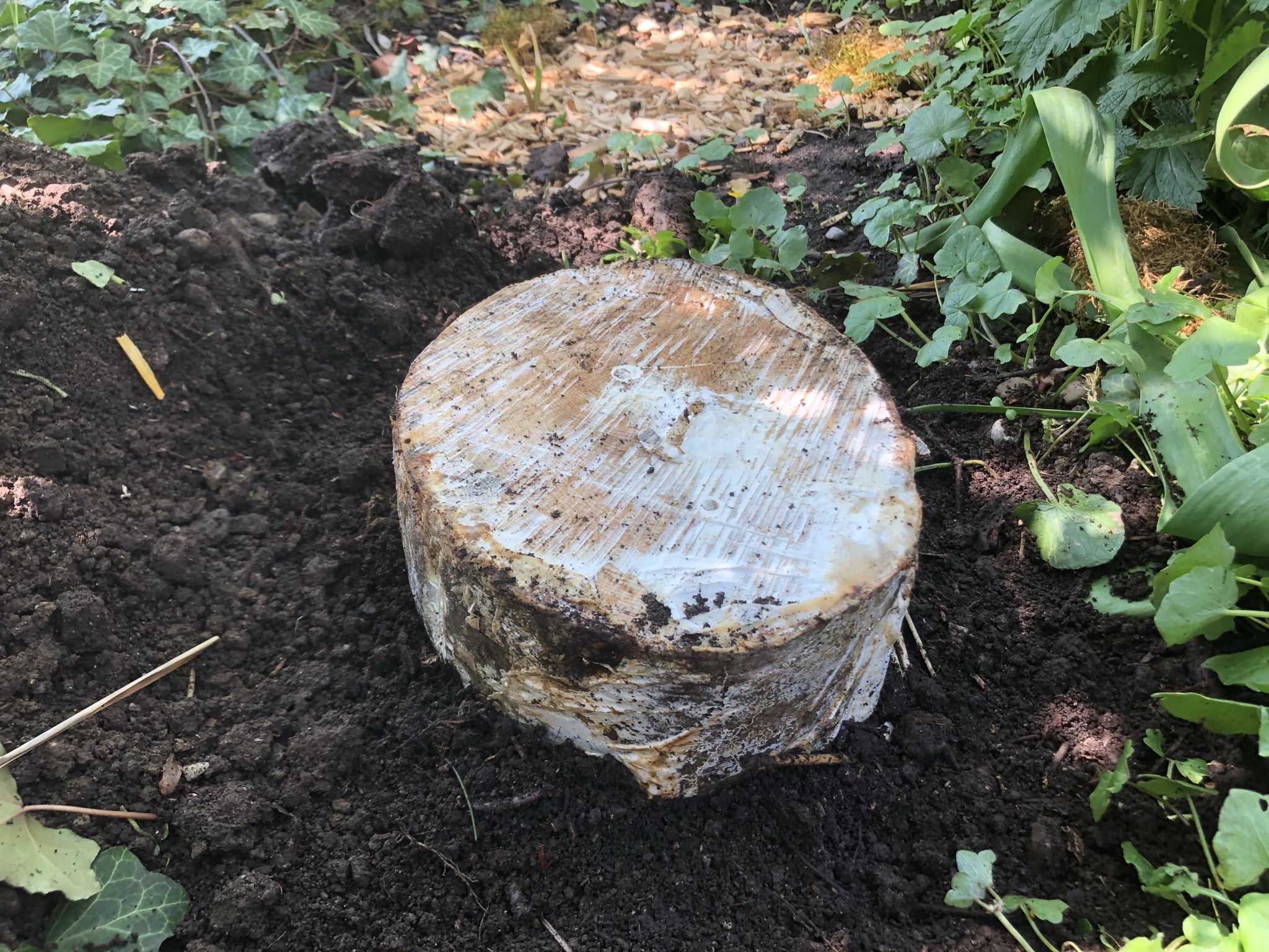 Aufnahme aus der Dokumentation «Pilzgarten Schwarzenbach», April 2021, aufgenommen mit iPhone 8