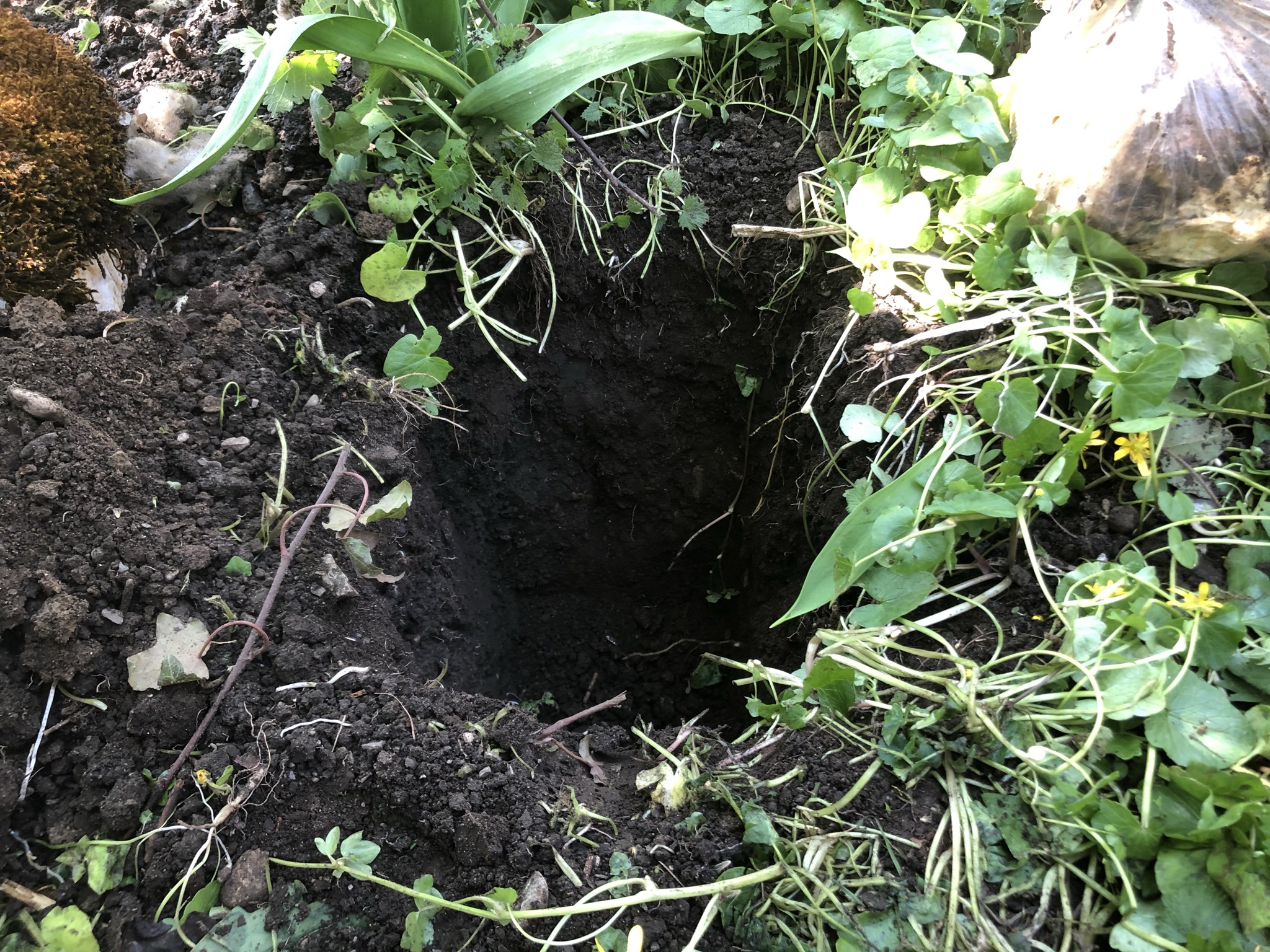 Aufnahme aus der Dokumentation «Pilzgarten Schwarzenbach», April 2021, aufgenommen mit iPhone 8
