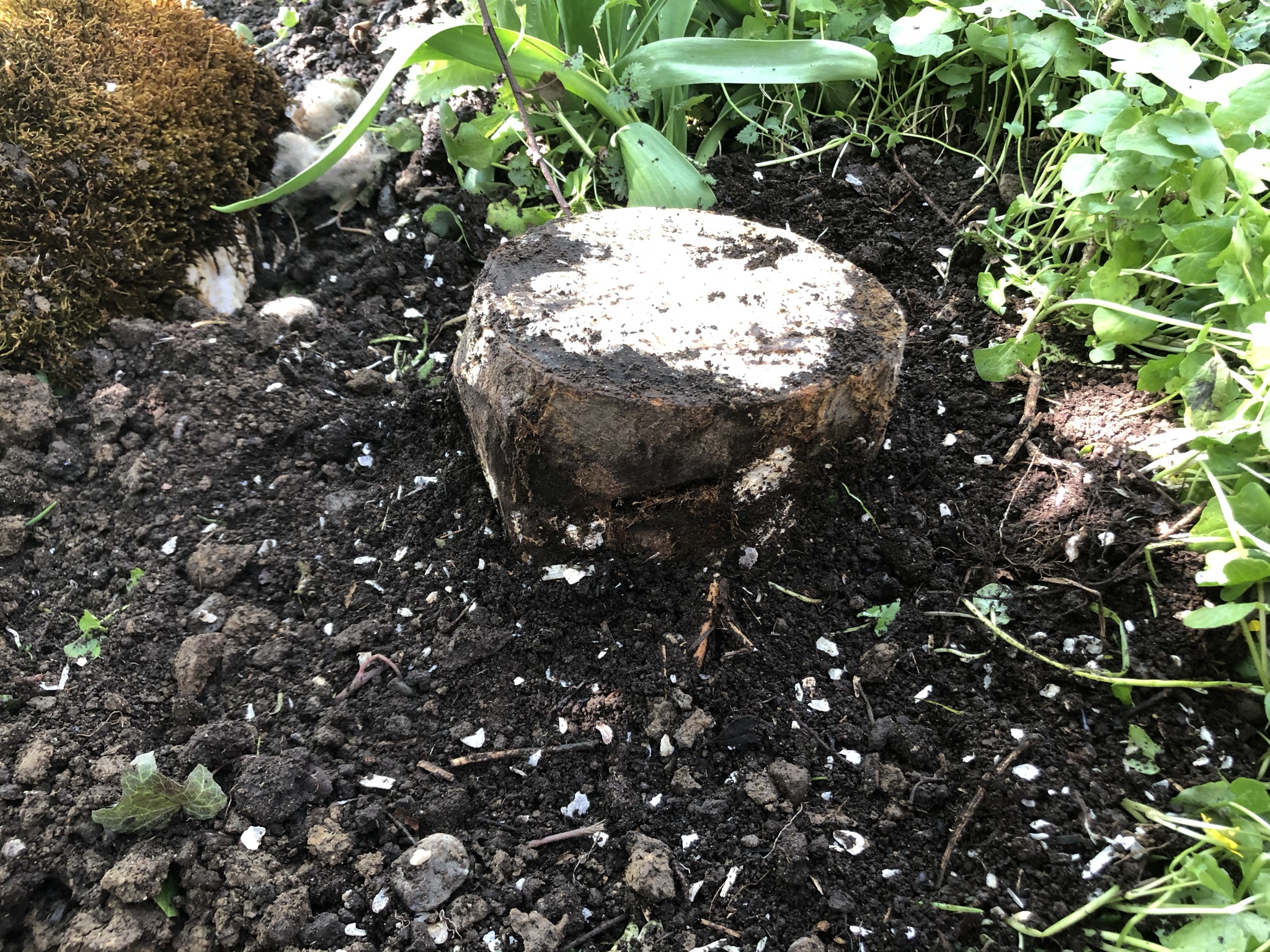 Aufnahme aus der Dokumentation «Pilzgarten Schwarzenbach», April 2021, aufgenommen mit iPhone 8