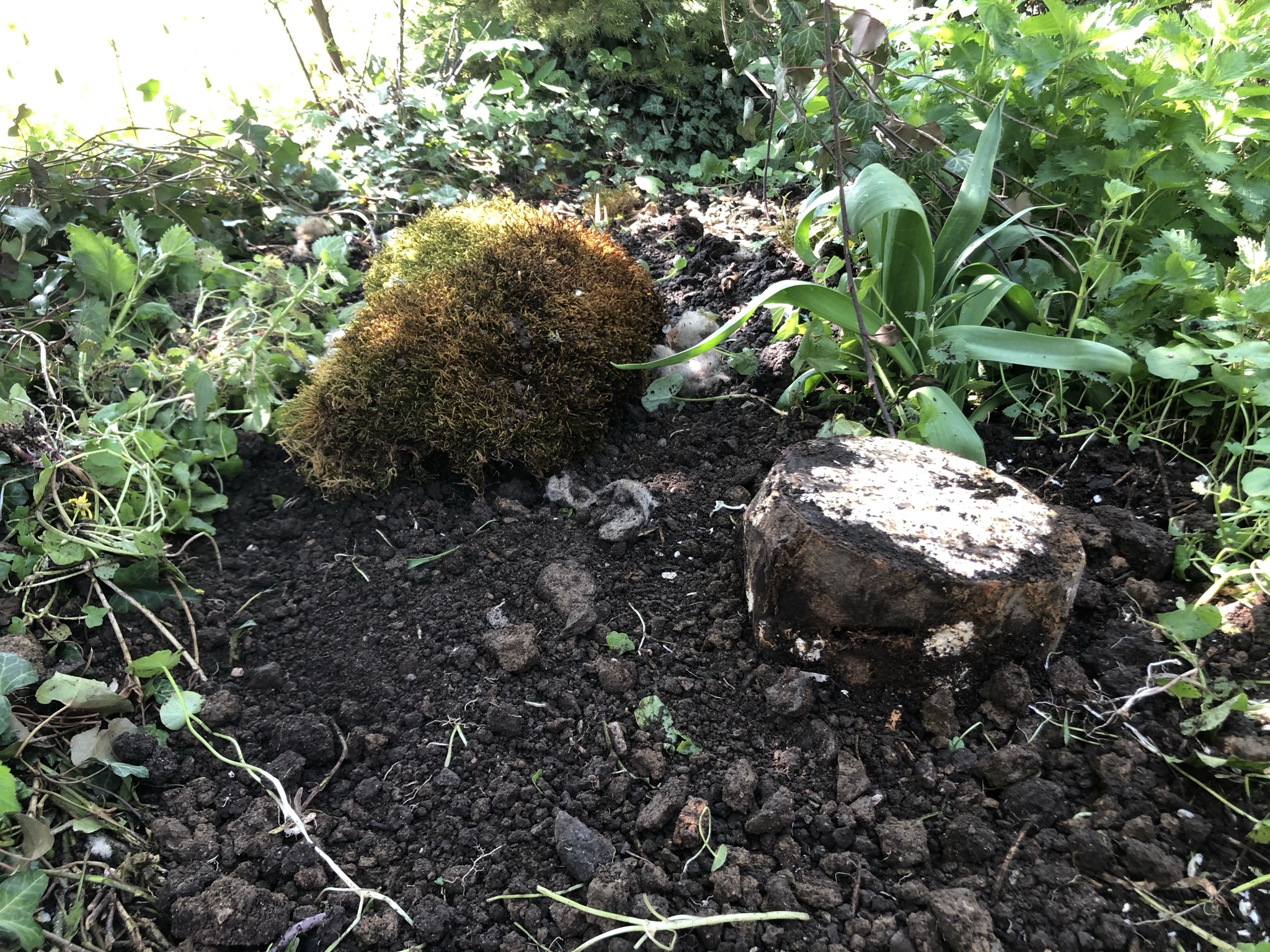 Aufnahme aus der Dokumentation «Pilzgarten Schwarzenbach», April 2021, aufgenommen mit iPhone 8