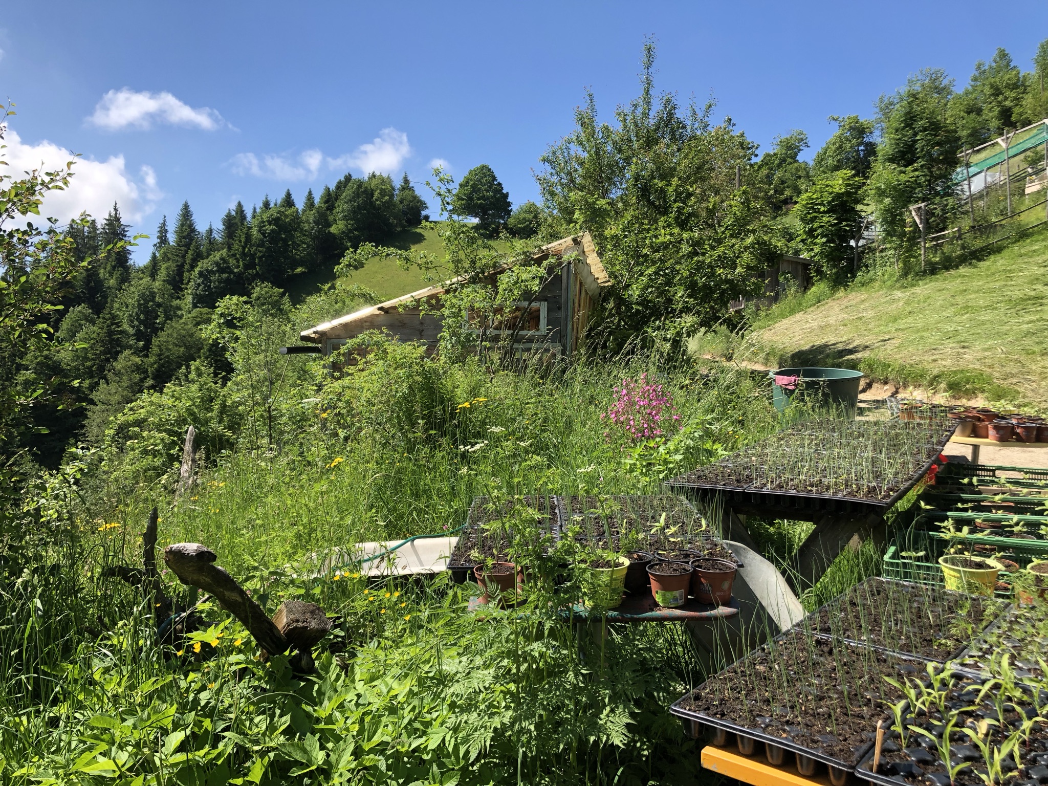 Kurs- oder Gartenszene beim PDC Modul 5 auf dem Balmeggberg im Juni 2021, Permakulturbildung