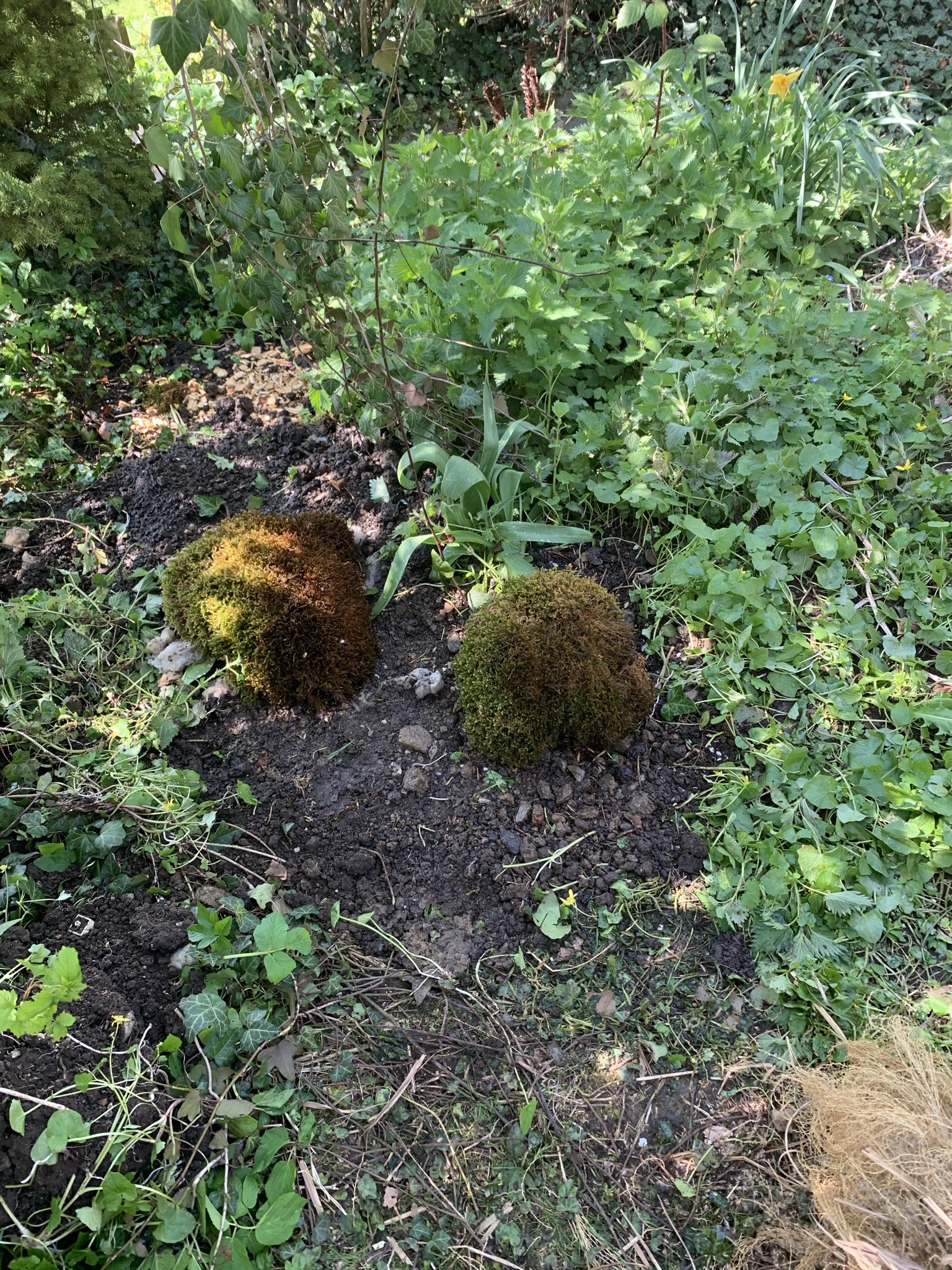 Aufnahme aus der Dokumentation «Pilzgarten Schwarzenbach», April 2021, aufgenommen mit iPhone XS
