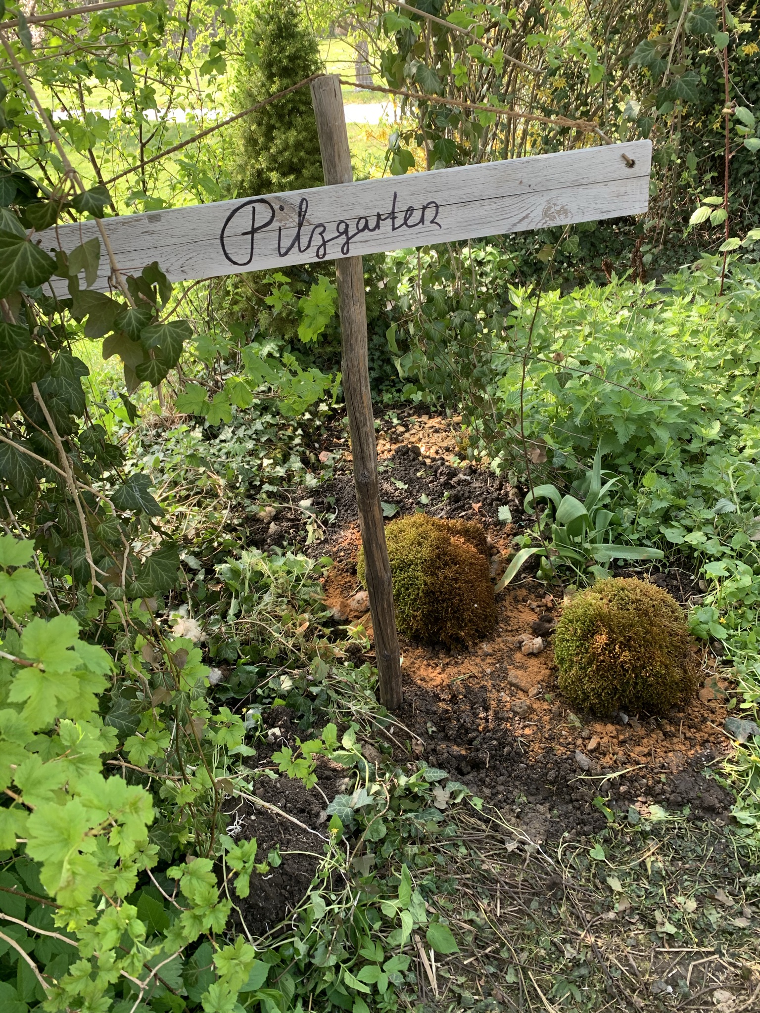 Pilzgarten im Aufbau in Schwarzenbach: Pilzsubstrat oder bewachsenes Holz mit Myzel, April 2021