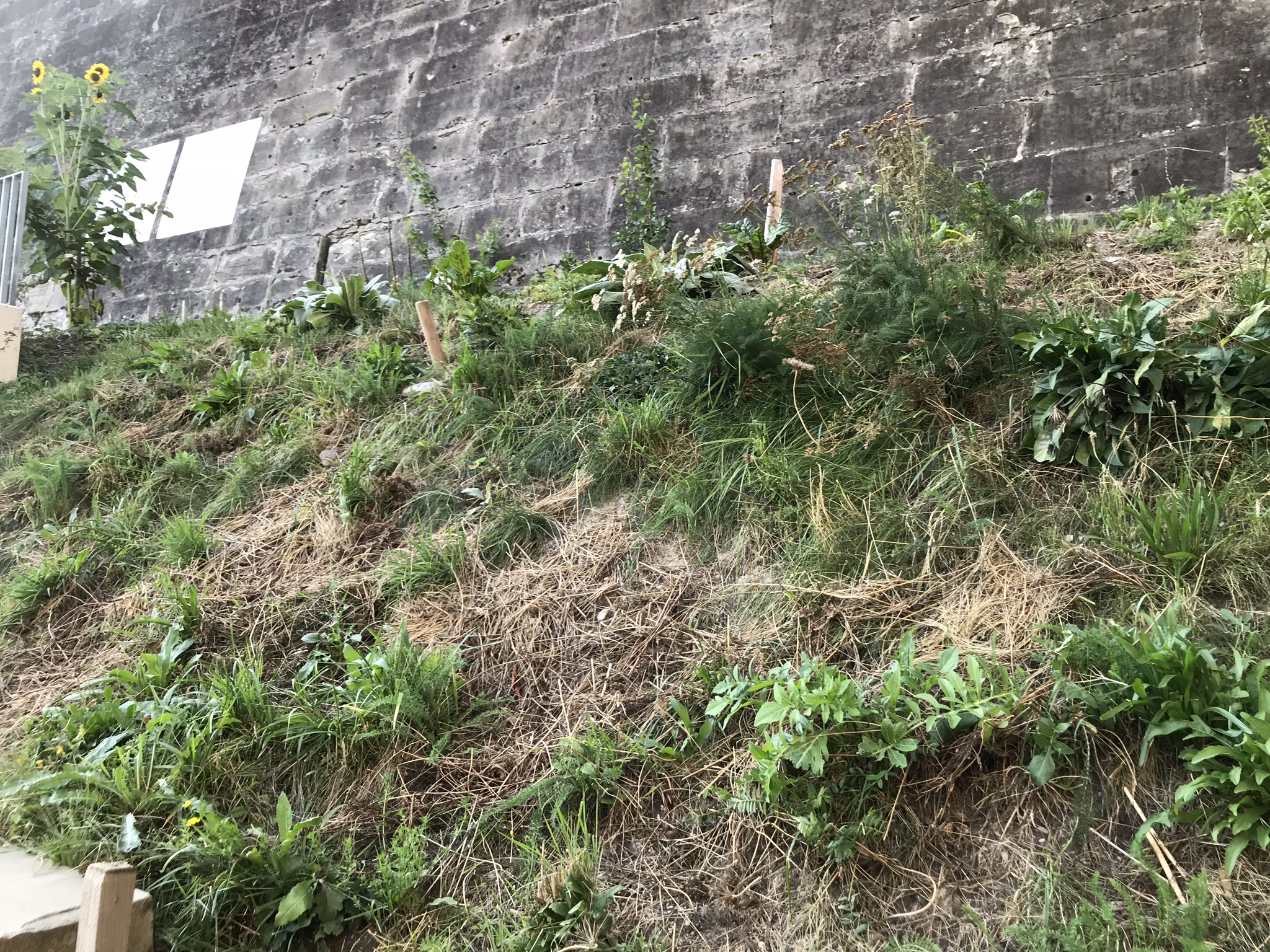 Abendsaufnahme aus der Dokumentation «ProSpecieRara Kurs «Saatgut-Gewinnung»», August 2018
