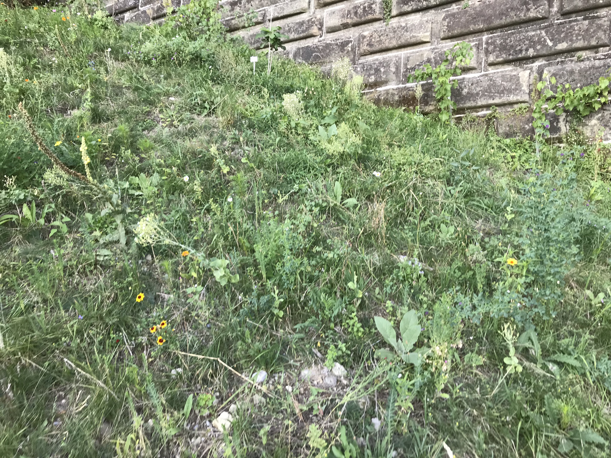 Abendsaufnahme aus der Dokumentation «ProSpecieRara Kurs «Saatgut-Gewinnung»», August 2018
