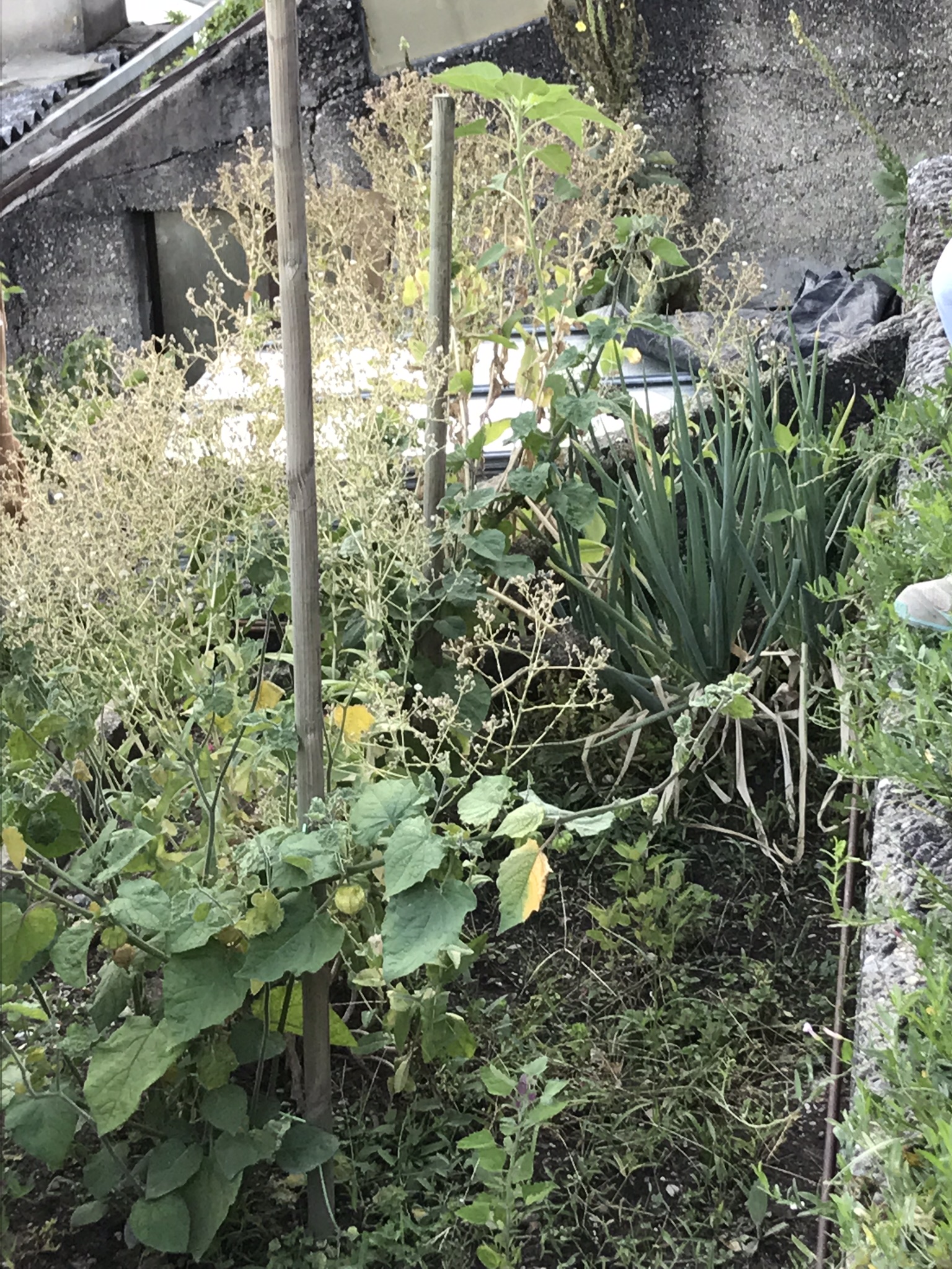 Abendsaufnahme aus der Dokumentation «ProSpecieRara Kurs «Saatgut-Gewinnung»», August 2018