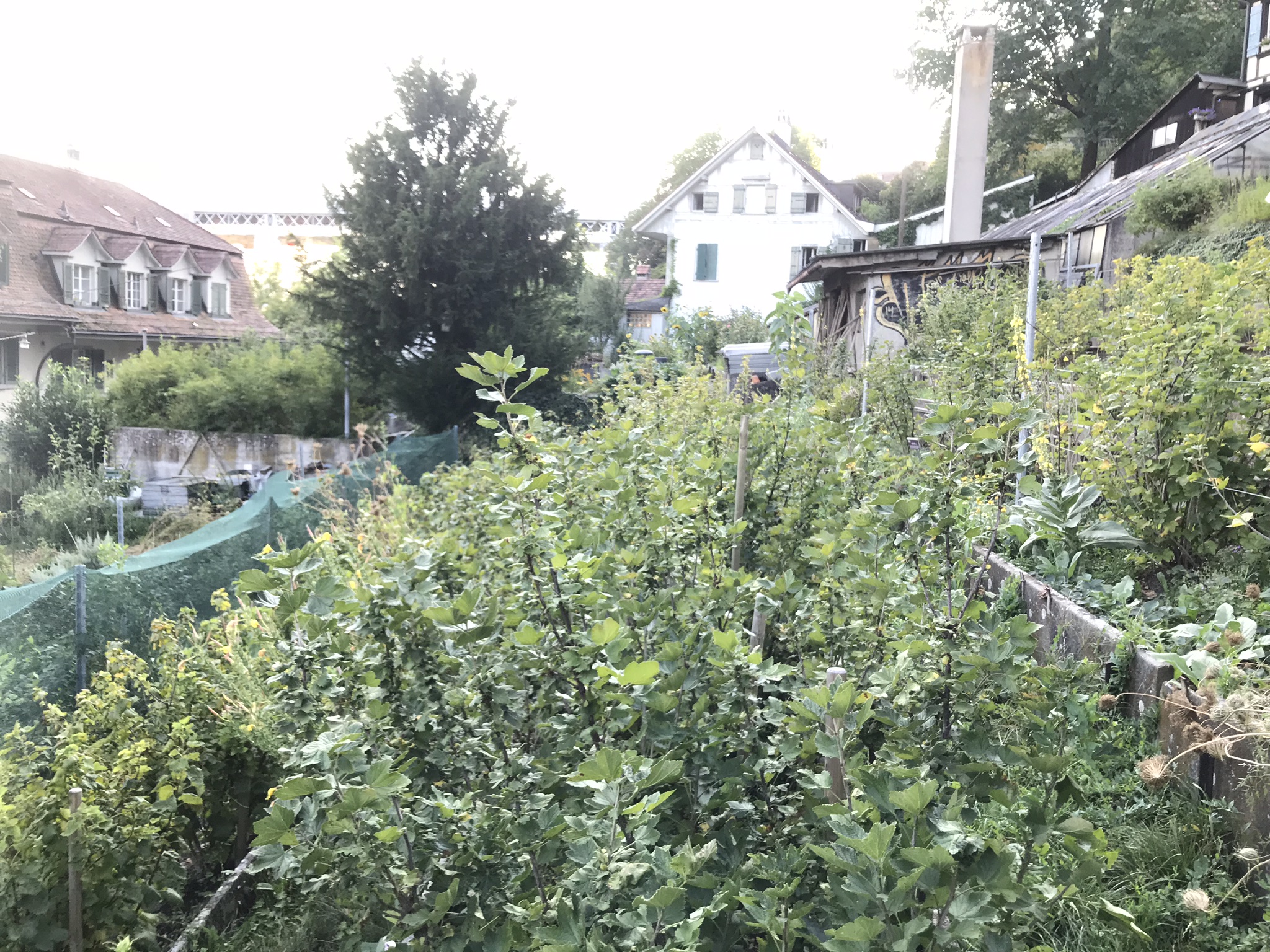 Abendsaufnahme aus der Dokumentation «ProSpecieRara Kurs «Saatgut-Gewinnung»», August 2018