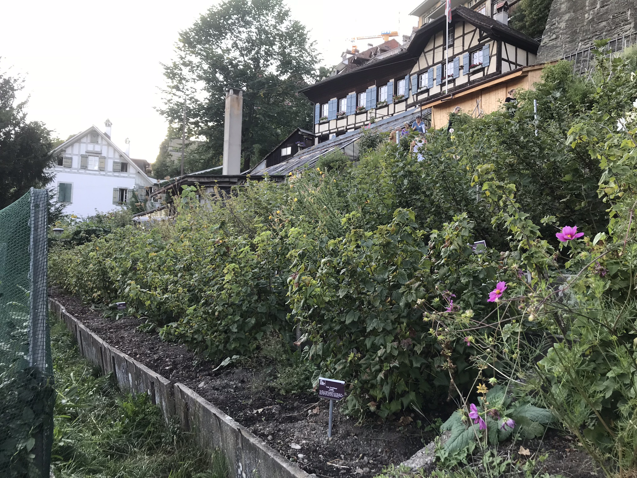 Abendsaufnahme aus der Dokumentation «ProSpecieRara Kurs «Saatgut-Gewinnung»», August 2018