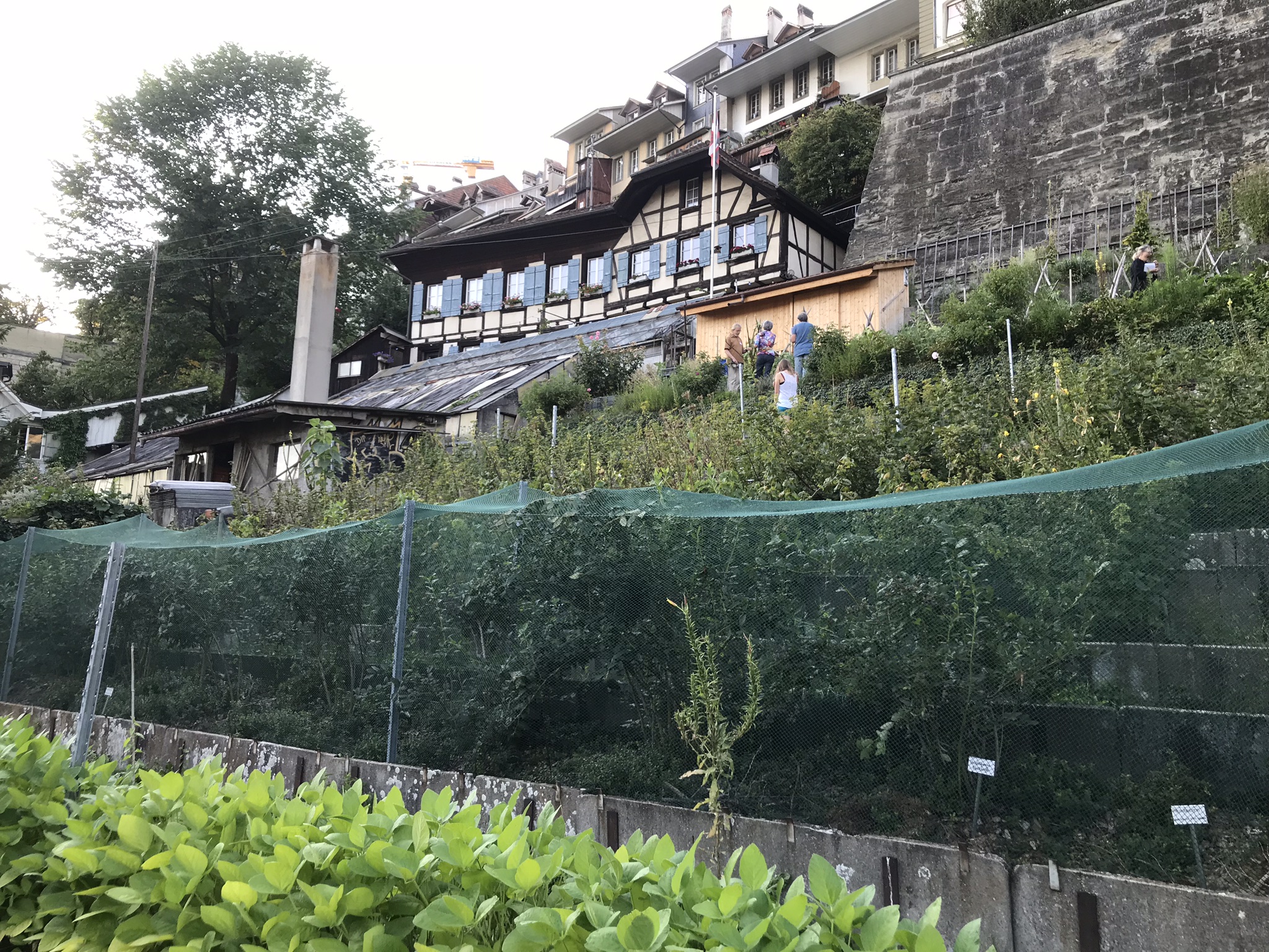 Abendsaufnahme aus der Dokumentation «ProSpecieRara Kurs «Saatgut-Gewinnung»», August 2018