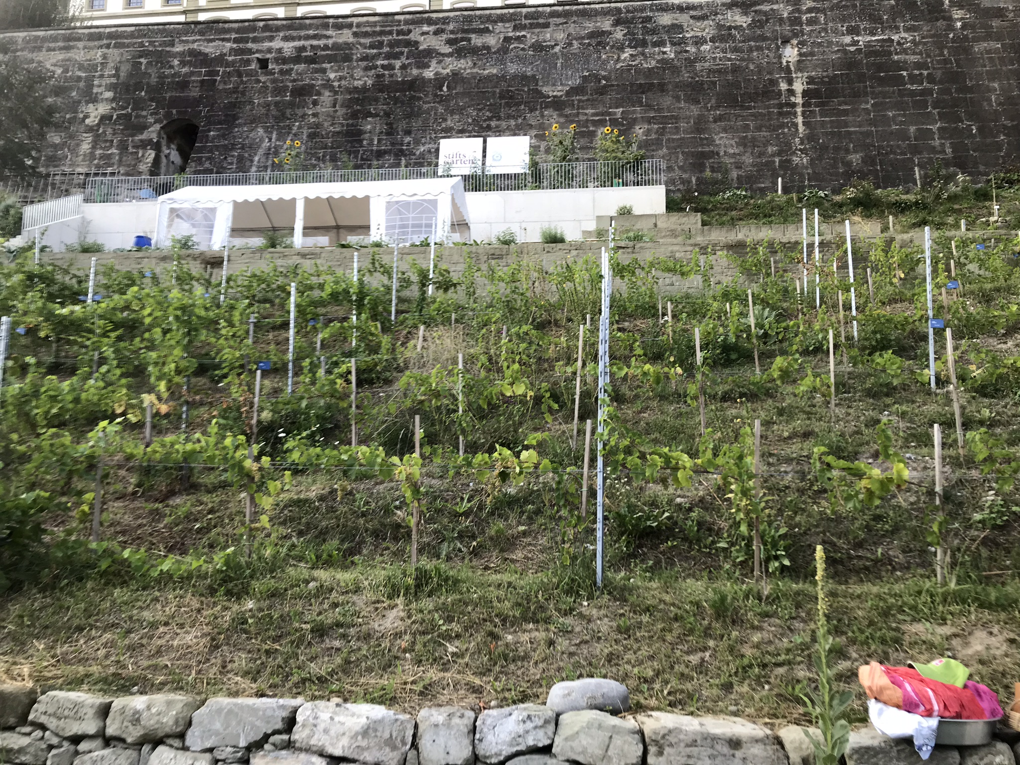 Abendsaufnahme aus der Dokumentation «ProSpecieRara Kurs «Saatgut-Gewinnung»», August 2018