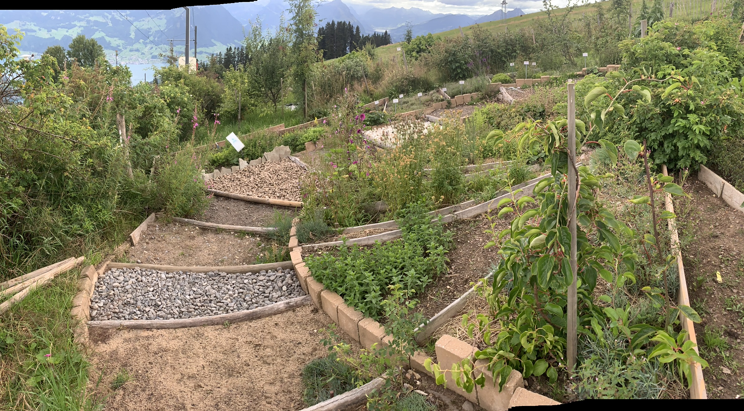Impression vom Kräuterhotel Edelweiss auf dem Rigi, aufgenommen am 3. August 2023 mit iPhone XS