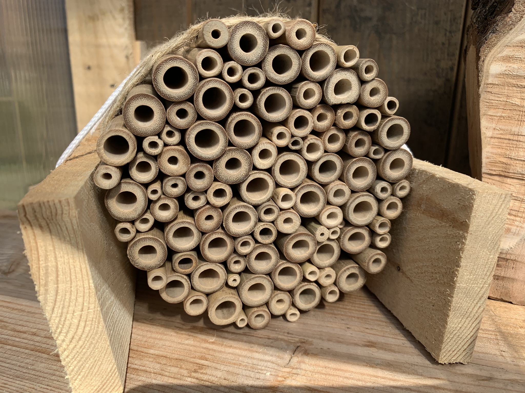 Aufnahme aus der Dokumentation «Insekten-Nisthilfe Schwarzenbach», März 2019, aufgenommen mit iPhone XS